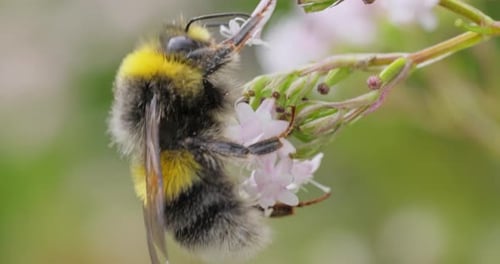 Bumblebee Gathering Pollen from Delicate Pink Flowers