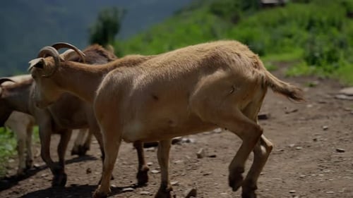 Brown Goat with Curled Horns Walking Away on a Dirt Path with Green Foliage Background