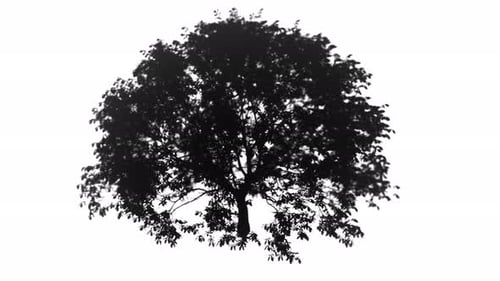Loop Of An Oak Tree With Moving Leaves