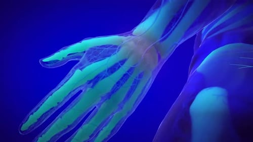3D Animation of Human Hand Anatomy with Transparent Skin and Internal Structures