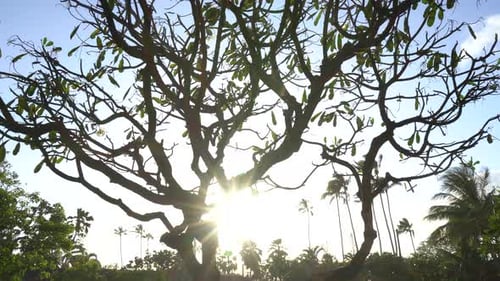 Panning view of Hawaiian Plumeria trees silhouette at sunset time. Sun backlight between branches an