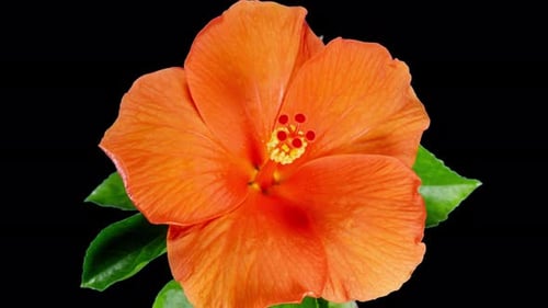 Orange Hibiscus Open Big Flower in Time Lapse. Blooming Neon Red Plant on a Black Background. Bloom