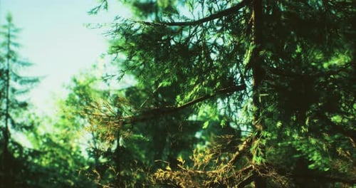 Serene Forest Canopy Capturing Morning Sunlight in the Wilderness