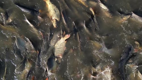 Freshwater Fishing 015