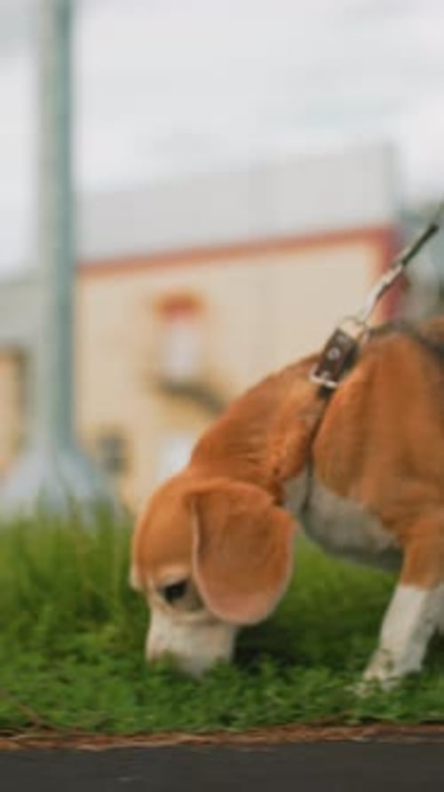 Energetic Beagle Discovering Scents During City Sidewalk Adventure Playful Beagle on Leash Exploring