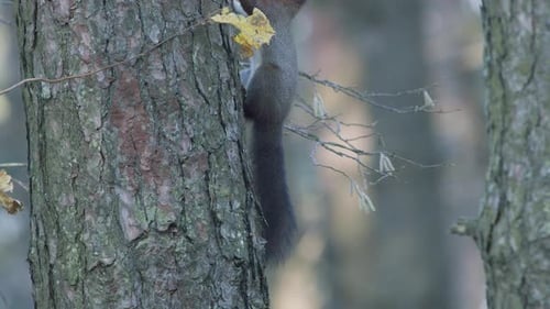 Wild squirrel climbing in tree sitting on the branch
