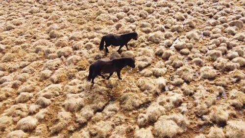 Large Herd of Horses in Icelandic Field Golden Mountain Meadow at Autumn Rural Animals in Nature