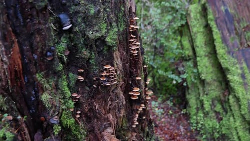 Hunderte winziger Pilze wachsen im Regenwald aus lebenden Baumstämmen