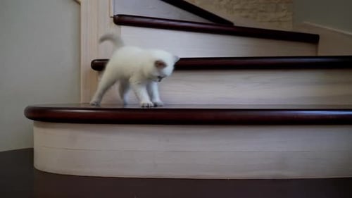 Adorable White Kitten Playing on Wooden Stairs