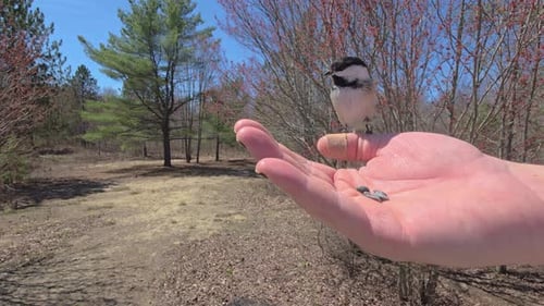 On a bright sunny day in early spring a wild bird lands on open hand looking around before flying of
