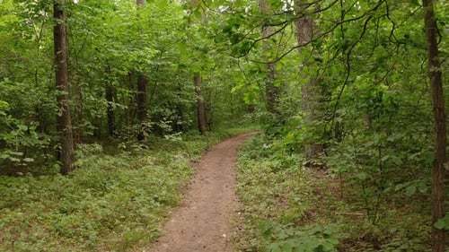 Drone Flying Low and Backwards Over a Forest Trail in the Summer