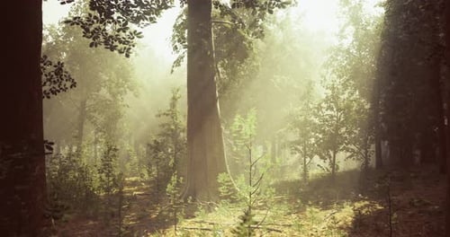 Sunlight Filters Through Trees in a Serene Forest During Early Morning Hours