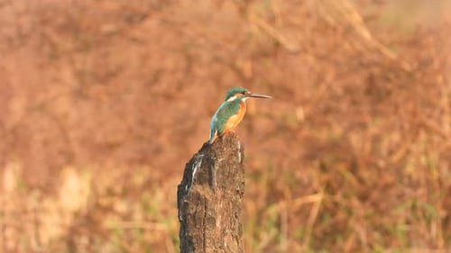 Martin-pêcheur dans la zone de l'étang.