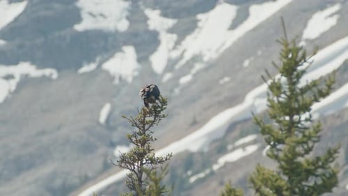 Majestic Eagle Perched Atop Mountain Evergreen Tree