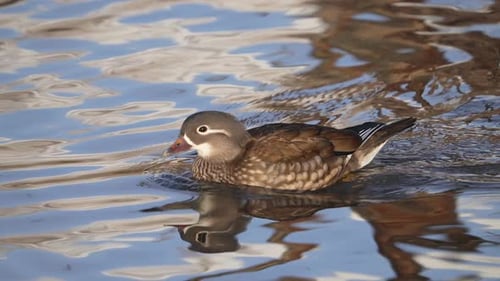 Mandarinenhenne schwimmt auf einem Teich
