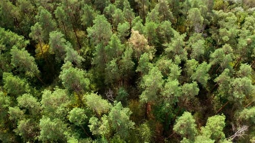 Green trees background. Beautiful summer forest. Flying over the tall pine trees in woodland.