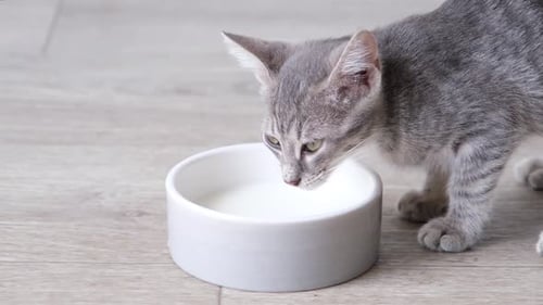 Gray Kitten Drinking Milk From a Bowl