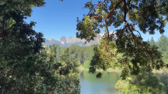 Arrayan tree, Luma apiculata in the wind, with Lake Moreno in the ...