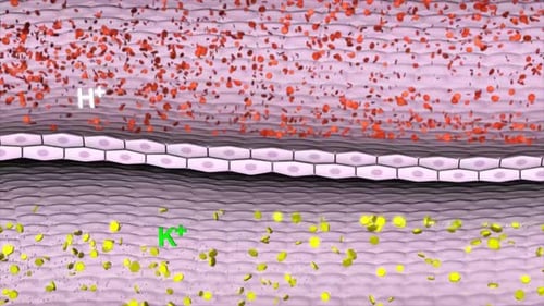 Cellular Membrane Ion Exchange and Active Transport Simulation