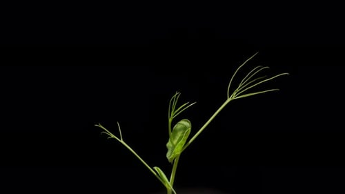 Close-up time-lapse of small plant sprouting from seed in soil, showing early growth stages.