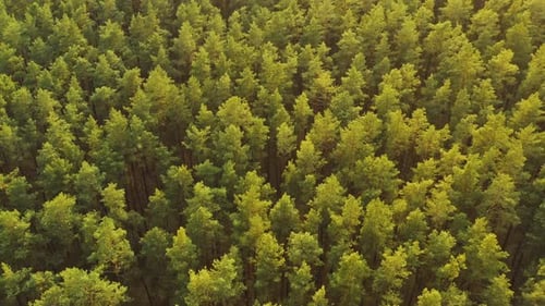 Drohnenflug über dem nebligen grünen Kiefern-Nadelwald im Frühling Luftbild von Green Pine & Coniferous