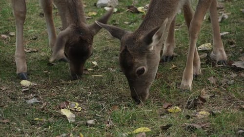 Two White tailed spotted young deer grazing in the forest medium shot slow motion. Young true deer