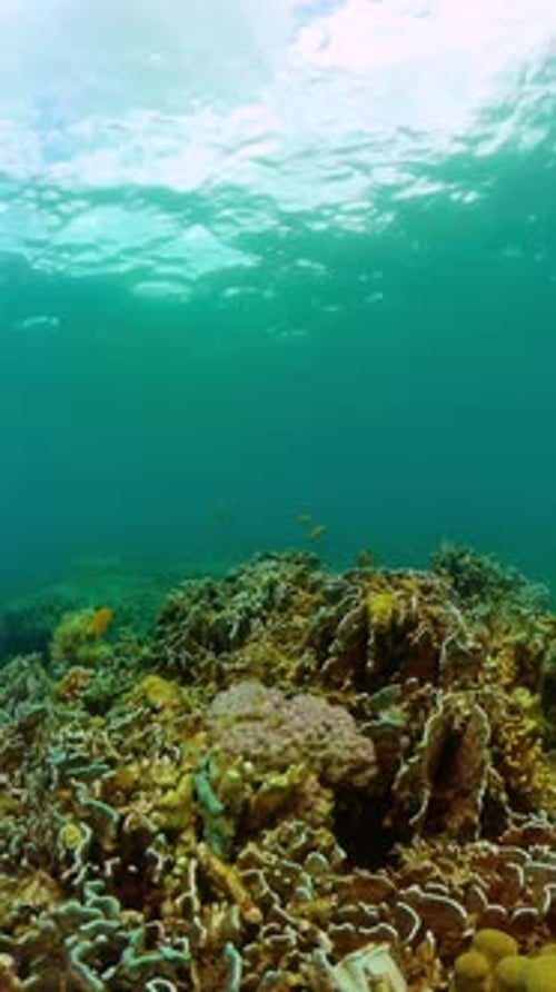 Colorful Fish Swimming Among Coral Reef