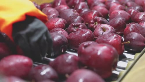 Manzanas rojas en la línea automática