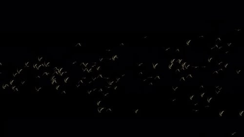3d realistic birds flying