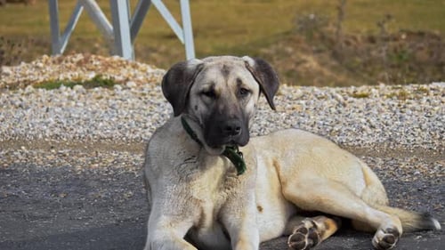 Chien Kangal - 2K