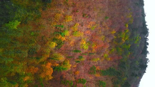 Vertical Autumn Forest 4k