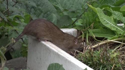 A Brown Rat, Rattus norvegicus, also known as a Norwegian or Norway Rat. British Isles.