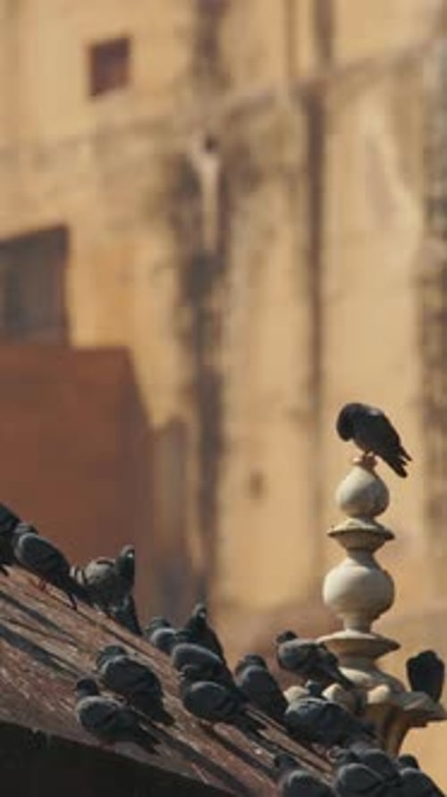 Pigeons assis sur l'un des