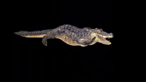 Alligator Run
