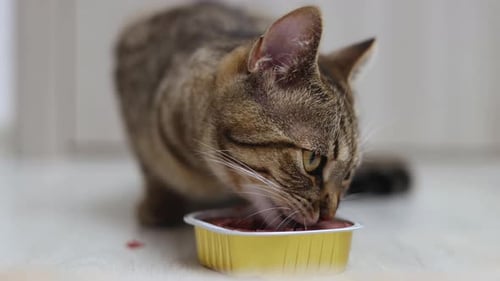 Tabby Cat Eating Food from Gold Container