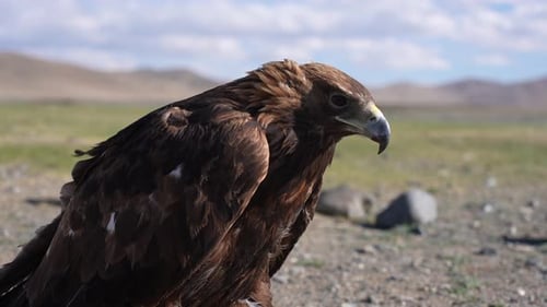 Adler in der Natur