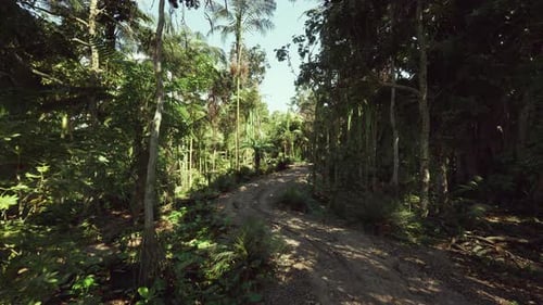 An Arduous and Twisted Trail Traversing Dense Treefilled Terrain