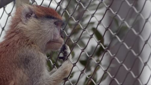 Süßes Säugetier Affe im Zoo 6