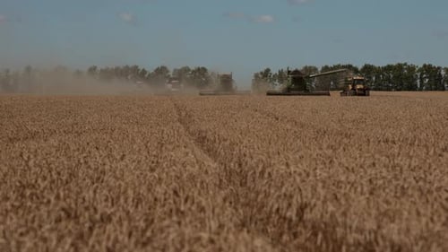Distant View a Harvester Machines to Harvest Wheat Field Working