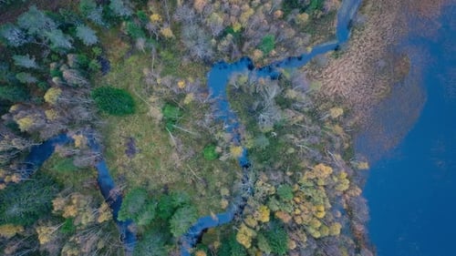 Top View Forest Swamp With Autumn Trees. Aerial Drone Shot