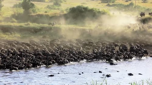 Wild beast migration in Serengeti national Park