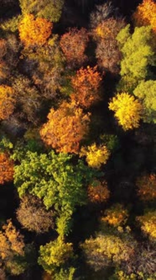 Colorful autumn foliage in Sigulda, Latvia viewed from above with vibrant orange and yellow leaves