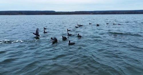 Ducks running by water surface and leaving white water splashes behind. Quick motion over the river.