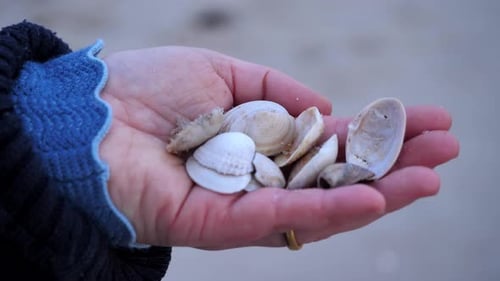 Nahaufnahme einer Frauenhand mit einer Auswahl gesammelter Muscheln. Spaß am Nachmittag am Strand auf t