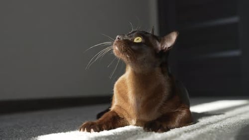 Brown cat lying and looking at camera. Burmese cat