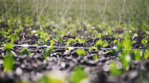 Nahaufnahme der Bewässerung einer Plantage
