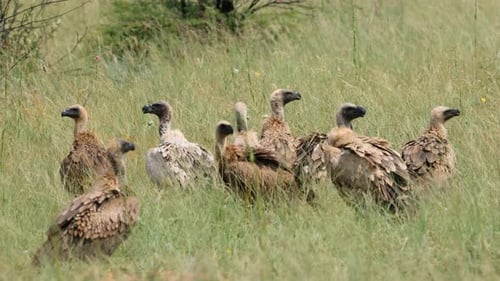 Weißrückengeier sitzen auf dem Boden, Südafrika