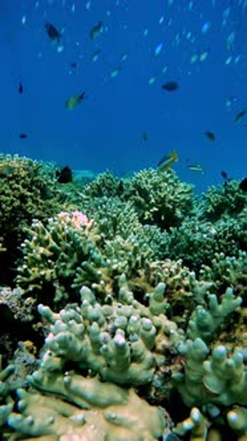 Underwater Scene in the Maldives with Vibrant Coral Formations and Various Tropical Fish Swimming