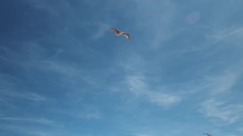 Gulls flying at a beach