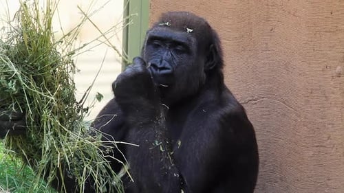 Western lowland gorilla in zoo carefully picks handful of grass to eat